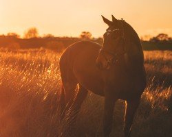 Springpferd Kantana W (Trakehner, 2017, von El Greco)