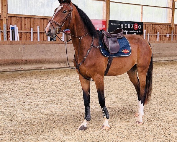 Pferd Great van Gogh (KWPN (Niederländisches Warmblut), 2021, von Grey Top)