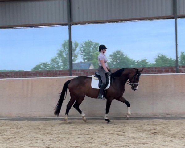 horse Full of beauty (Hanoverian, 2019, from Foundation 2)