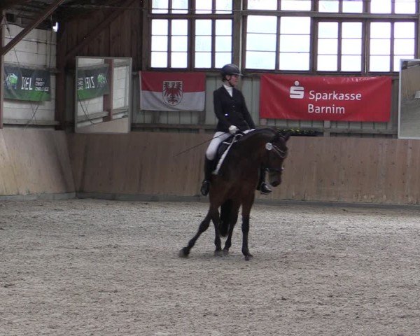 Reitturnier Elisenau 2024