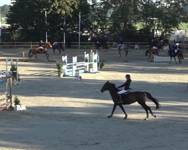 Reitturnier Scharnebeck 2024