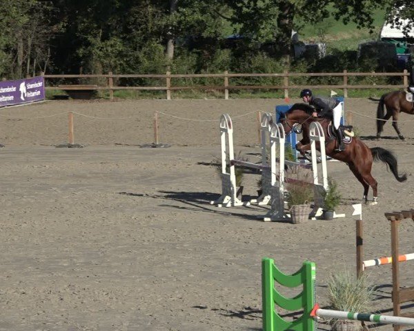 Reitturnier Scharnebeck 2024