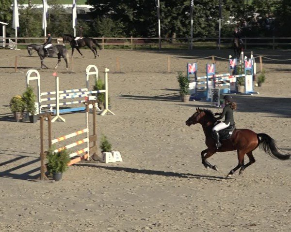 Reitturnier Scharnebeck 2024