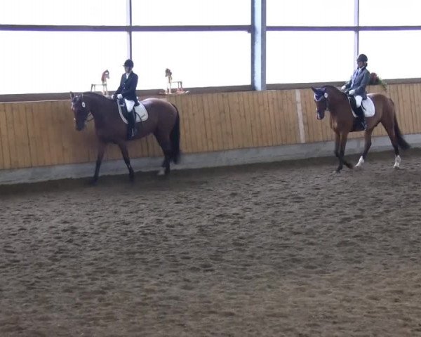 Reitturnier Herbern 2013