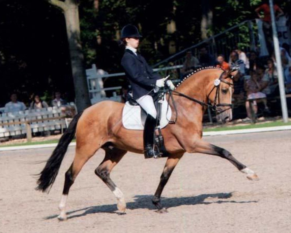 Deckhengst FS Champion de Luxe (Deutsches Reitpony, 1998, von FS Cocky Dundee)