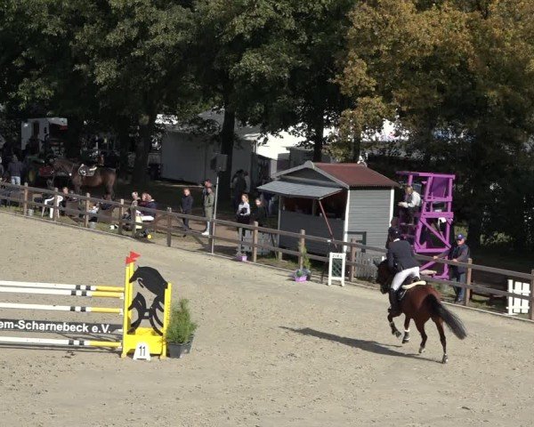 Reitturnier Scharnebeck 2024