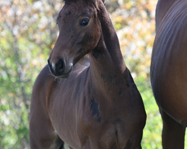 Pferd Charlotte B (Deutsches Sportpferd, 2022, von Comme il Faut)