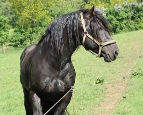 stallion Zigeunerbaron (Schleswig Heavy Draft, 2005, from Banause) stallion Zigeunerbaron (Schleswig Heavy Draft, 2005, from Banause)