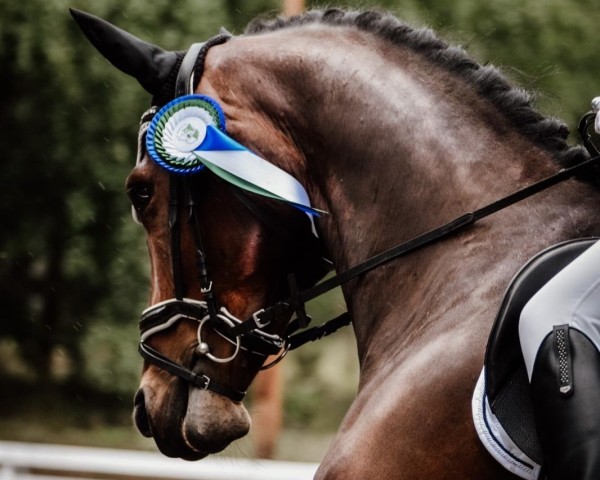 dressage horse Federow (Mecklenburg, 2018, from Fehrbellin) dressage horse Federow (Mecklenburg, 2018, from Fehrbellin)