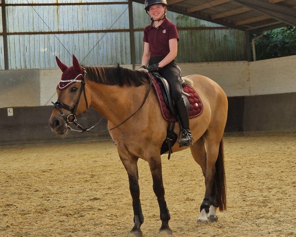 dressage horse Drachengold (German Riding Pony, 2017, from Dewino G)