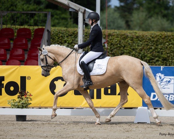 Zuchtstute Melli`s Jellymay (Deutsches Reitpony, 2021, von Melli's Darmani)