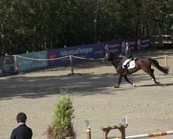 Reitturnier Scharnebeck 2024
