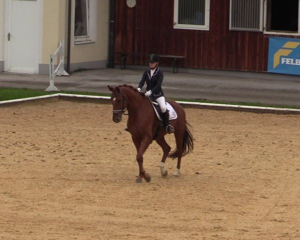Reitturnier Wels 2024