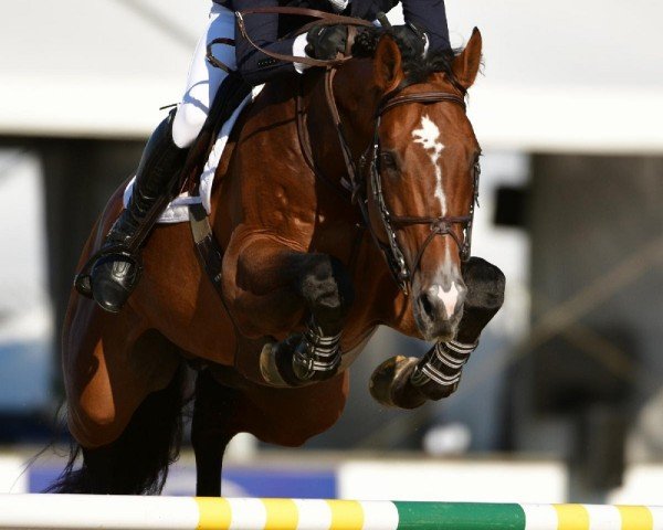 Springpferd Erdento van de Leeuwerk (KWPN (Niederländisches Warmblut), 2009, von VDL Cardento 933) Springpferd Erdento van de Leeuwerk (KWPN (Niederländisches Warmblut), 2009, von VDL Cardento 933)