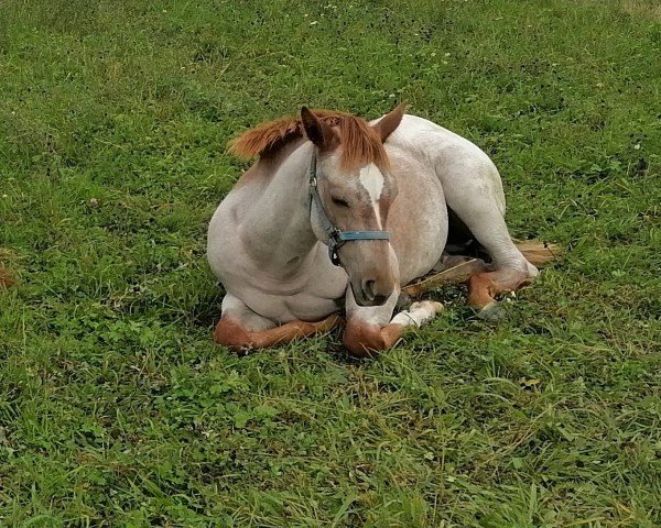 broodmare Keep the Blues Shine (Quarter Horse, 2024, from Aint It The Blues)