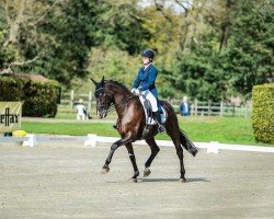 dressage horse Allways Magic (Westphalian, 2016, from All At Once)