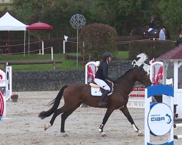 Reitturnier Frankenhof-Sonnefeld/Ofr. 2024