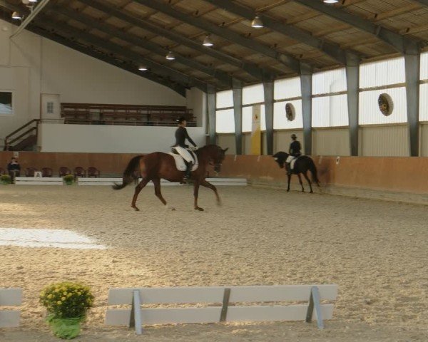 Reitturnier Frechen-Grefrath - Sonnenhof 2024