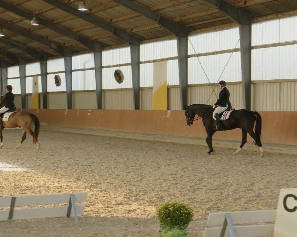 Reitturnier Frechen-Grefrath - Sonnenhof 2024