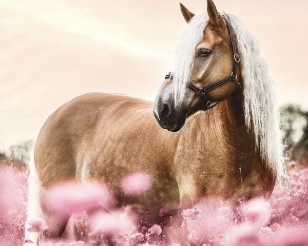 dressage horse Star 59 (Haflinger, 2010, from Sternbild 3) dressage horse Star 59 (Haflinger, 2010, from Sternbild 3)