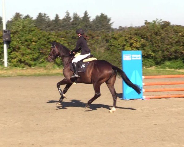 Reitturnier Risum-Lindholm 2024