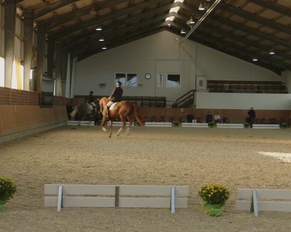 Reitturnier Frechen-Grefrath - Sonnenhof 2024