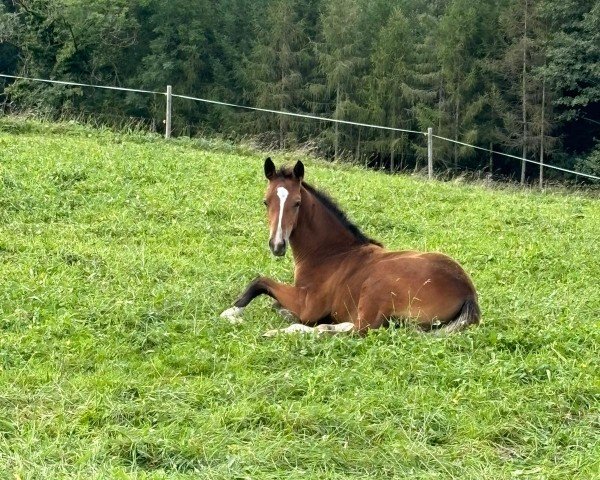 horse Heinzelmanns Gloria Grande (German Sport Horse, 2024, from Casino Grande)