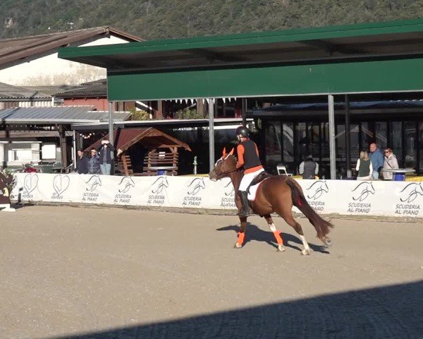 Reitturnier Giubiasco 2024