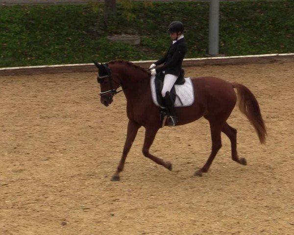 Reitturnier Wels 2024