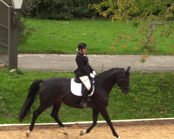 Reitturnier Wels 2024