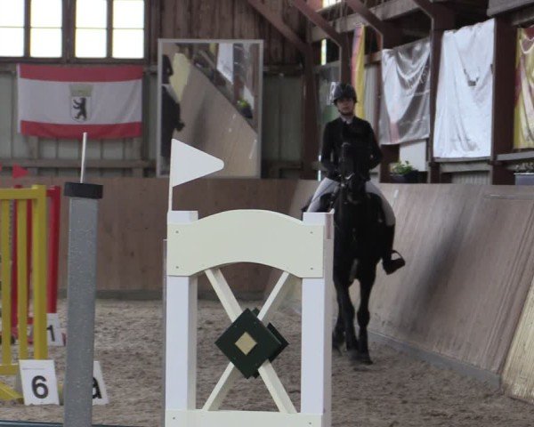 Reitturnier Elisenau 2024
