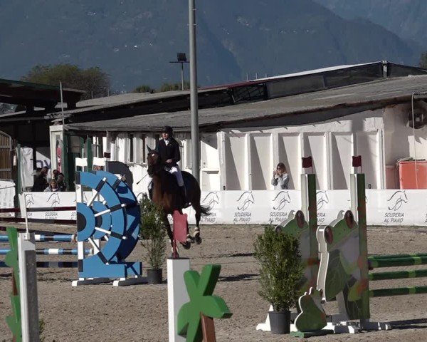 Reitturnier Giubiasco 2024