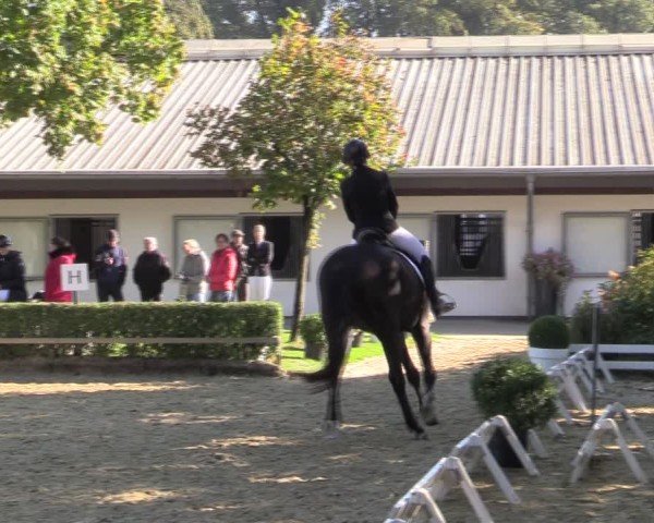 Reitturnier Bottrop-Kirchhellen 2024