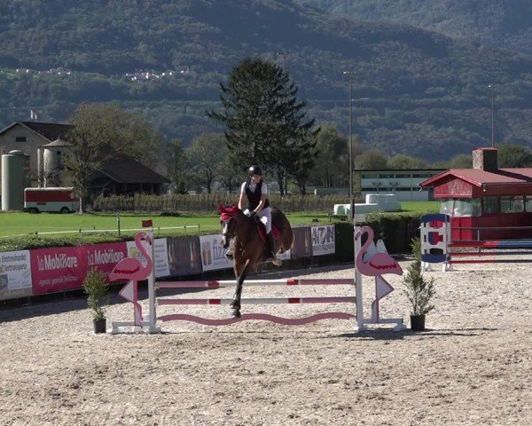 Reitturnier Giubiasco 2024