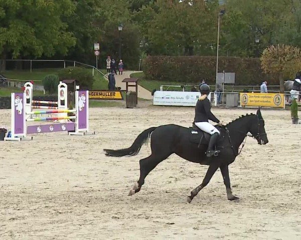 Reitturnier Frankenhof-Sonnefeld/Ofr. 2024