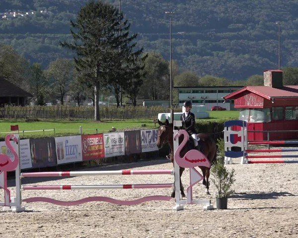 Reitturnier Giubiasco 2024