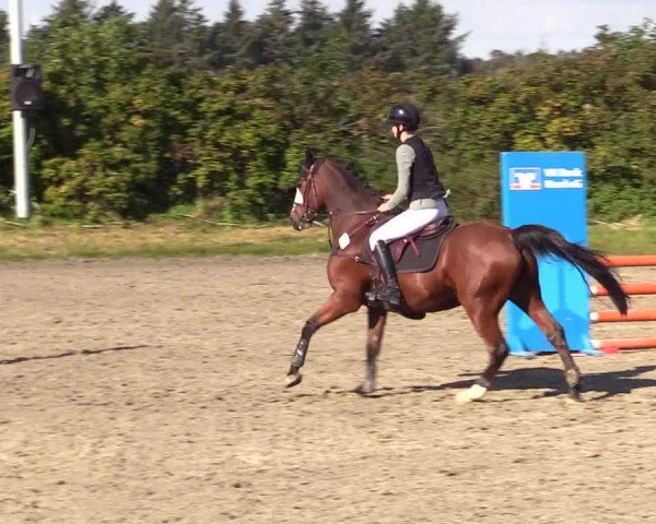 Reitturnier Risum-Lindholm 2024