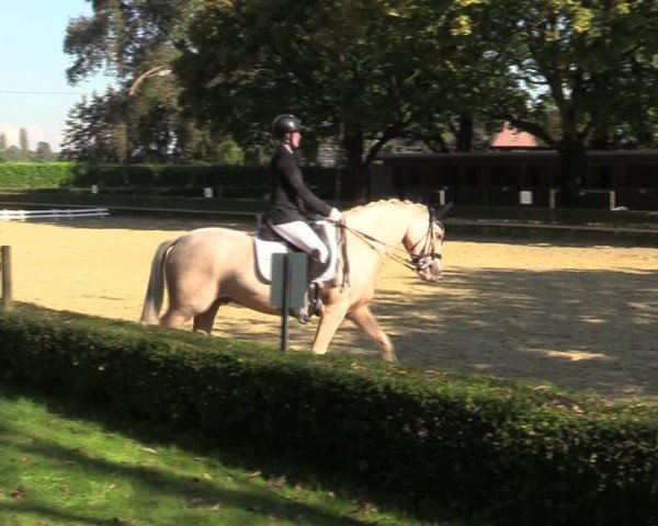 Reitturnier Bottrop-Kirchhellen 2024
