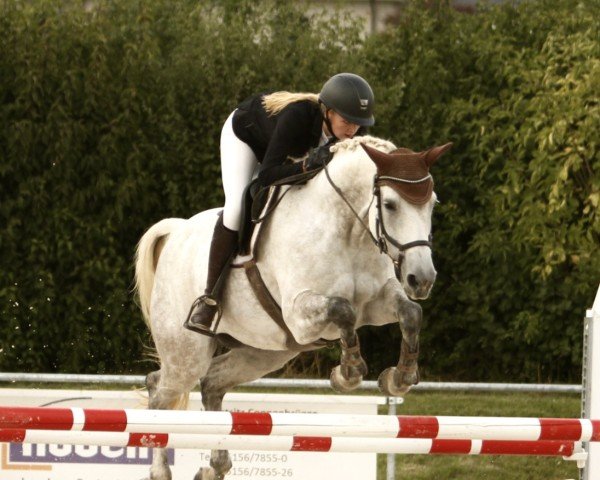 Springpferd Vilja 11 (Oldenburger Springpferd, 2012, von Vulkano FRH)