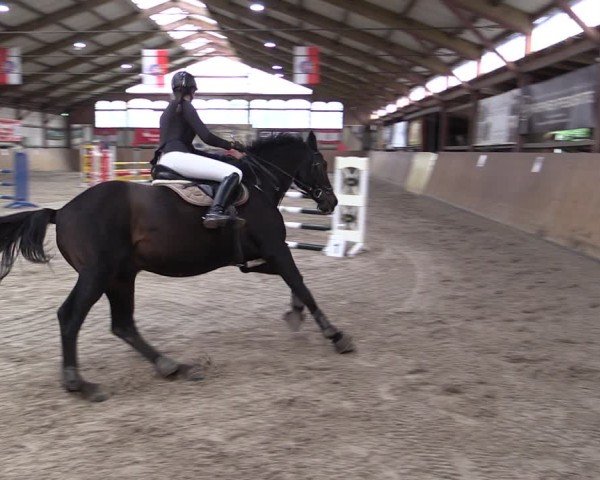 Reitturnier Elisenau 2024