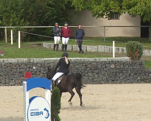 Reitturnier Frankenhof-Sonnefeld/Ofr. 2024
