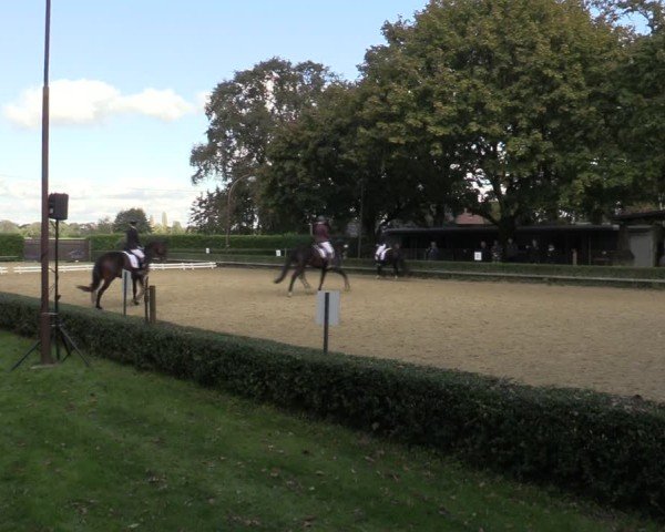 Reitturnier Bottrop-Kirchhellen 2024