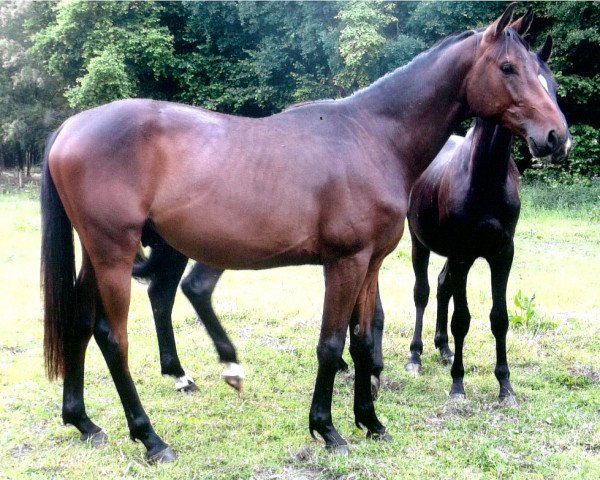 horse Caballero (Hanoverian, 2013, from Connery)