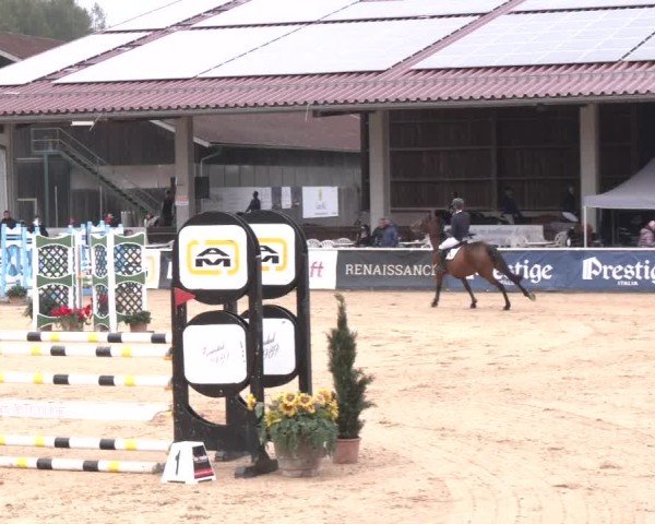 Reitturnier Ranshofen - Braunau am Inn 2024