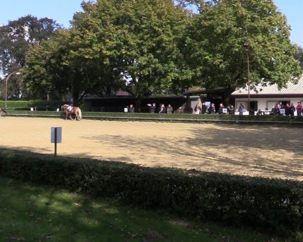 Reitturnier Bottrop-Kirchhellen 2024