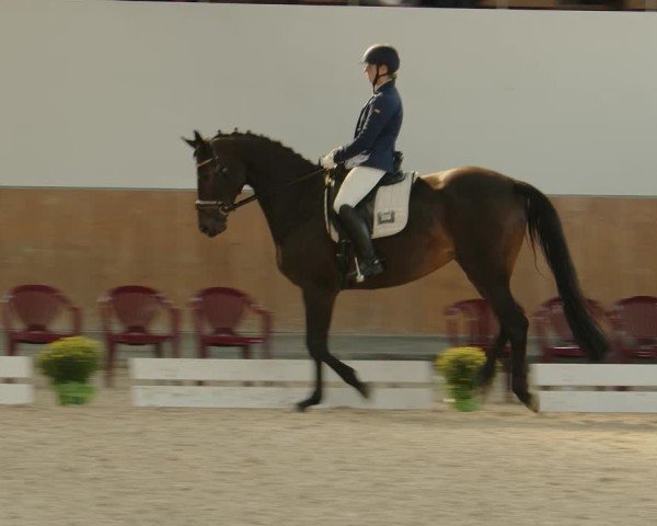 Reitturnier Frechen-Grefrath - Sonnenhof 2024