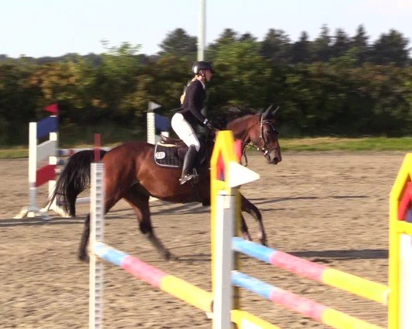 Reitturnier Risum-Lindholm 2024