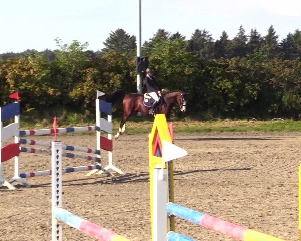 Reitturnier Risum-Lindholm 2024