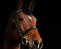 dressage horse Miss Liberty G (Austrian Warmblood, 2010, from Chamiro)