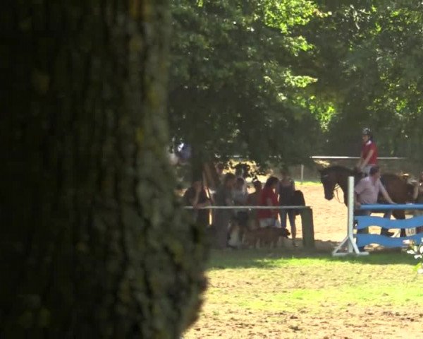 Reitturnier Kevelaer-Wetten 2013
